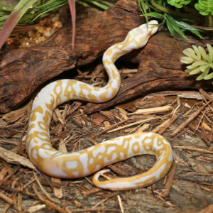 Baby Albino Leopard Pastel Ball Python