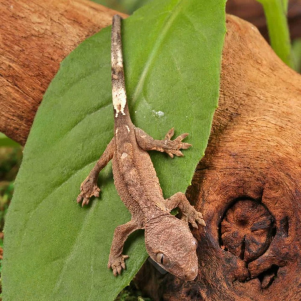 Baby Cappuccino Crested Gecko