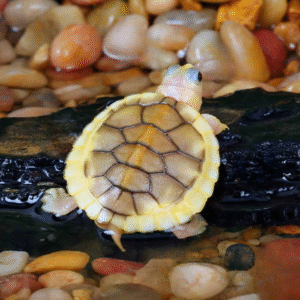 Baby Caramel Pink Red Ear Slider Turtle