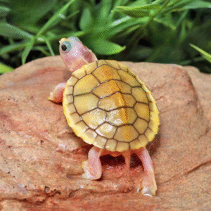 Baby Caramel Pink Red Ear Slider Turtle