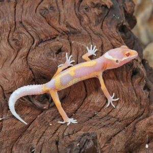 Baby Clown Albino Leopard Gecko