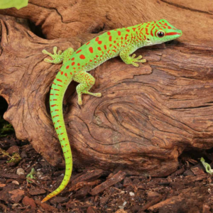 Baby Crimson Giant Day Gecko