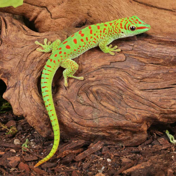 Baby Crimson Giant Day Gecko