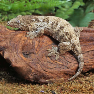 Juvenile Dark Morph Leachianus Gecko