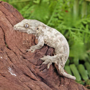 High Pink Dorsal Stripe Leachianus Gecko
