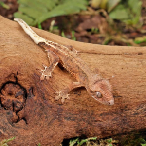 Frappuccino Crested Gecko