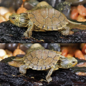 Baby Geographic Map Turtle available for sale