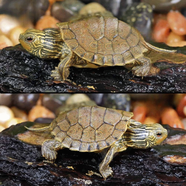 Baby Geographic Map Turtle available for sale