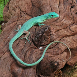 Baby Green Keeled Bellied Lizard