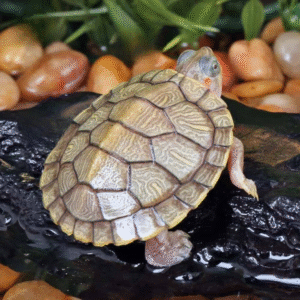 Baby Hybino Red Ear Slider Turtle for sale
