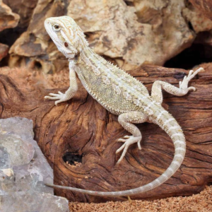 Baby Hypo Citrus Bearded Dragon (4 – 5”)