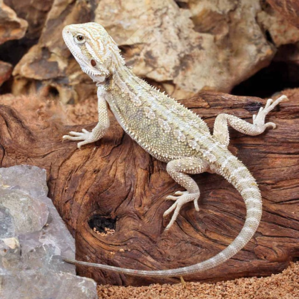 Baby Hypo Citrus Bearded Dragon (4 – 5”)