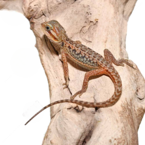 Leatherback Dunner Bearded Dragon