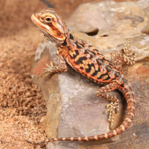 Baby Inferno Silky Bearded Dragon