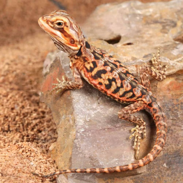 Baby Inferno Silky Bearded Dragon