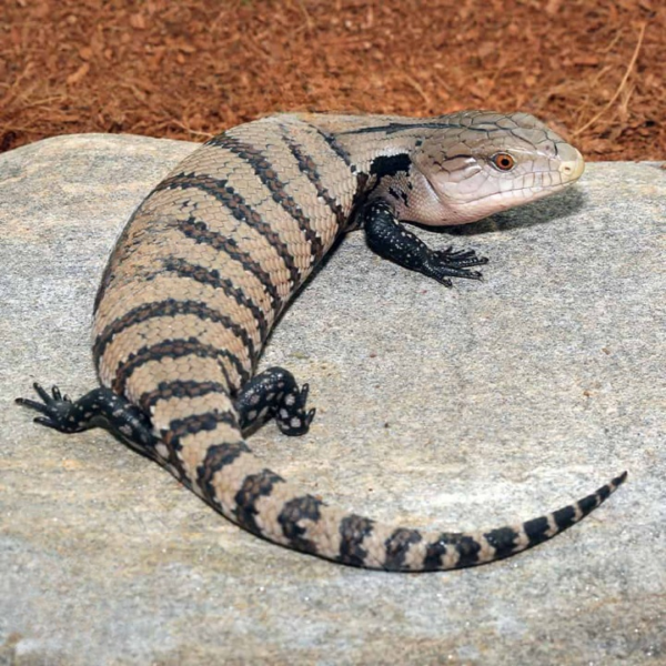 Baby Irian Jaya Blue Tongue Skink