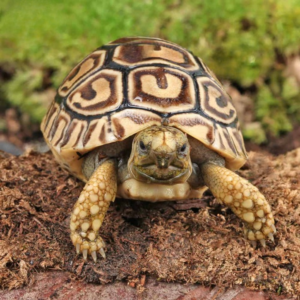 Baby Leopard Tortoise available for sale