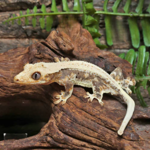 Juvenile Lilly White Crested Gecko