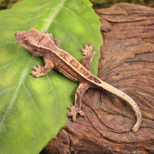 Baby Lilly White Quad Stripe Crested Gecko