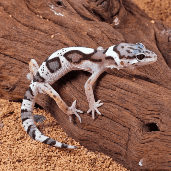 Baby Mack Snow Clown Leopard Gecko