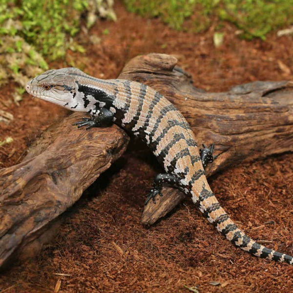 Baby Merauke Blue Tongue Skink