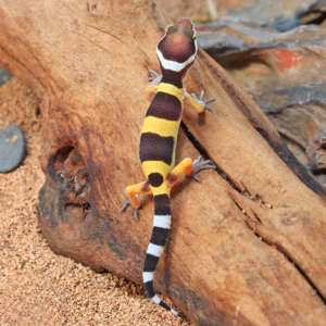 Baby Normal Leopard Gecko