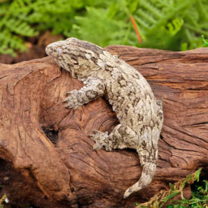 Baby Nu Ana Leachianus Gecko