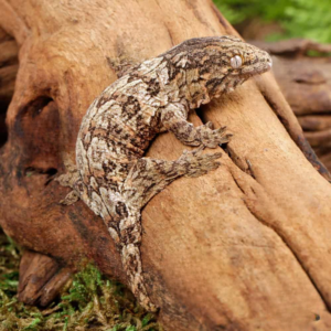 Baby Nu Ana Leachianus Gecko
