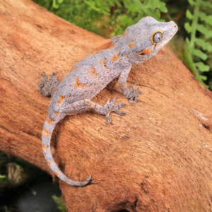 Orange Reticulated Gargoyle Gecko