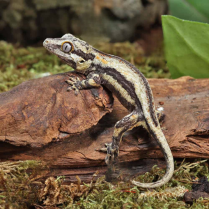 Baby Oreo Gargoyle Gecko