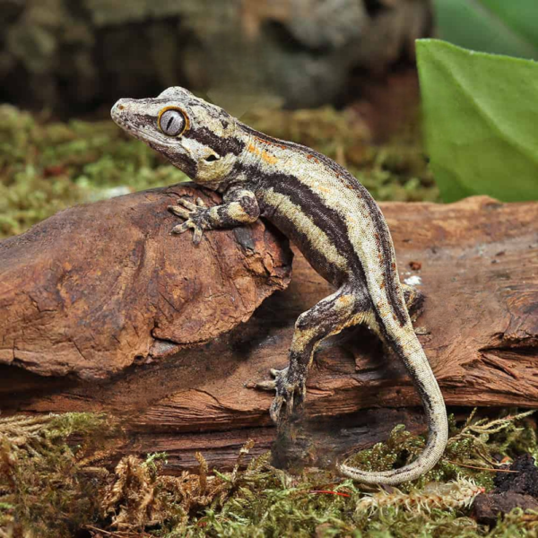 Baby Oreo Gargoyle Gecko
