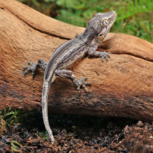 Baby Oreo Stripe Gargoyle Gecko