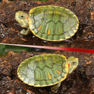 Baby Pastel Red Ear Slider Turtle for sale