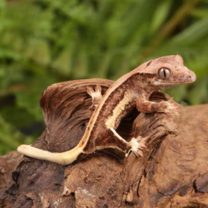 Baby Pinstripe Lilly White Crested Gecko