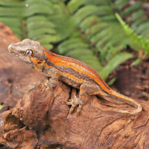 Baby Red Striped Gargoyle Gecko