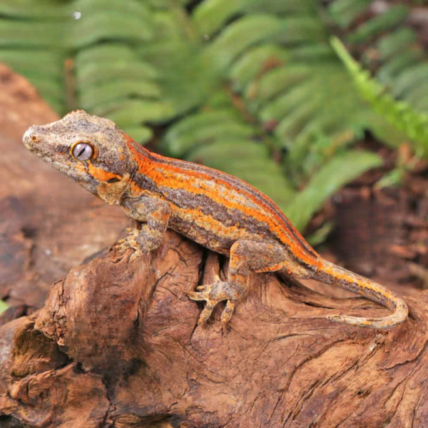 Baby Red Striped Gargoyle Gecko