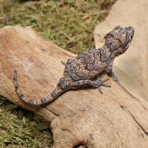 Baby Reticulated Gargoyle Gecko