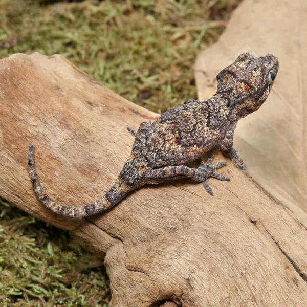 Baby Reticulated Gargoyle Gecko