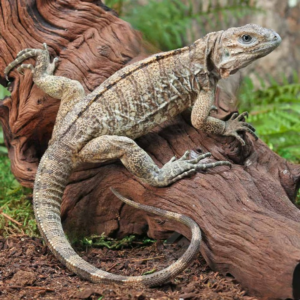 Baby Rhino Iguana for sale.