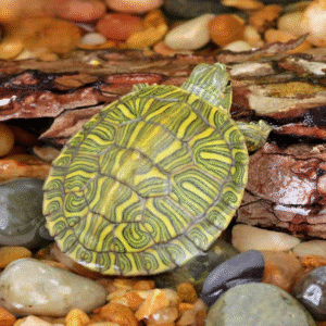 Baby Rio Grande Red Ear Slider Turtle for sale