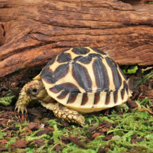 Baby Sri Lankan Star Tortoise for sale
