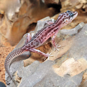 Baby Striped Snow Leopard Gecko