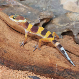 Baby Tangerine Leopard Gecko