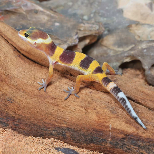 Baby Tangerine Leopard Gecko