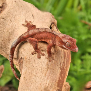 Tiger Harlequin Crested Gecko