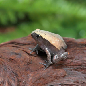 Baby Tomato Frog for sale