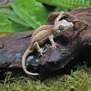 Baby Tri Striped Gargoyle Gecko