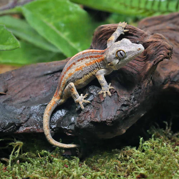 Baby Tri Striped Gargoyle Gecko