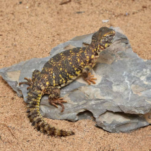 Baby Yellow Uromastyx for sale.