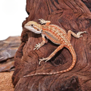 Inferno Dunner Bearded Dragon for sale.